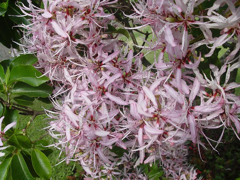 booroowhangary-nov09 051.jpg